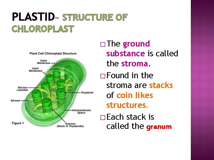 PLASTID STRUCTURE OF CHLOROPLAST � The ground substance is called the stroma. � Found
