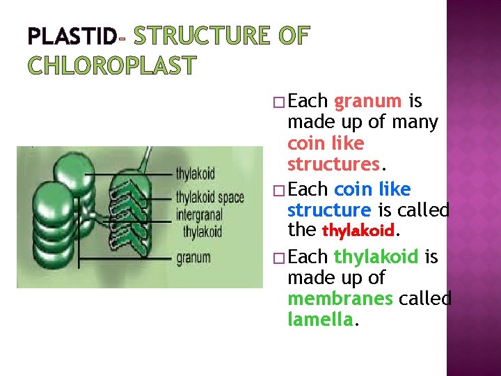 PLASTID STRUCTURE OF CHLOROPLAST � Each granum is made up of many coin like