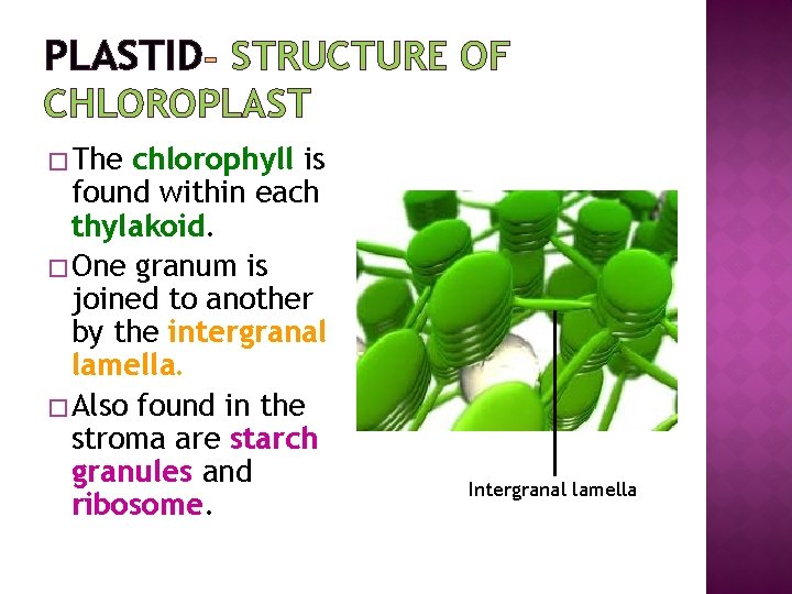 PLASTID STRUCTURE OF CHLOROPLAST � The chlorophyll is found within each thylakoid. � One