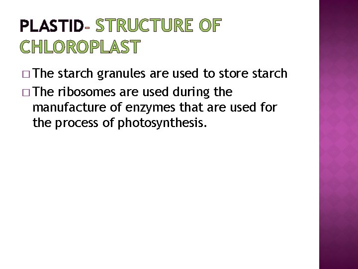 PLASTID STRUCTURE OF CHLOROPLAST � The starch granules are used to store starch �