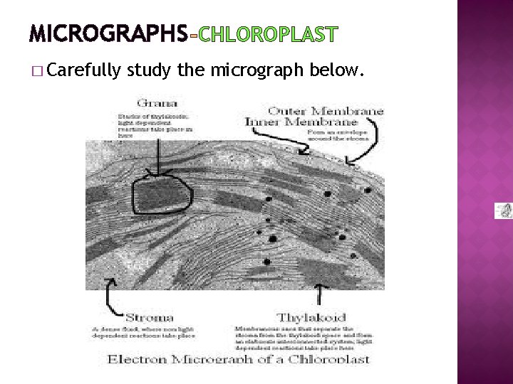 MICROGRAPHS CHLOROPLAST � Carefully study the micrograph below. 