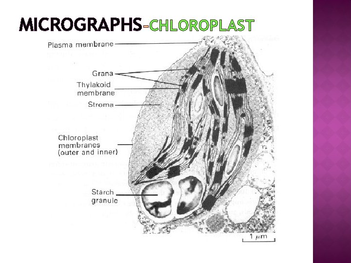 MICROGRAPHS CHLOROPLAST 