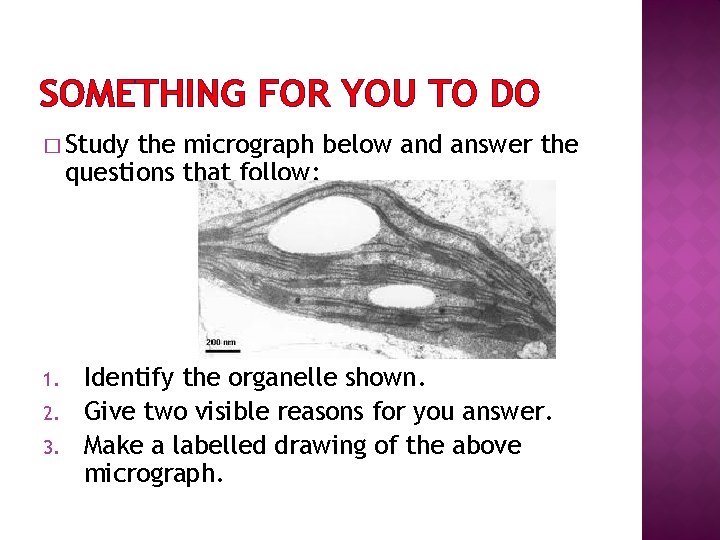 SOMETHING FOR YOU TO DO � Study the micrograph below and answer the questions