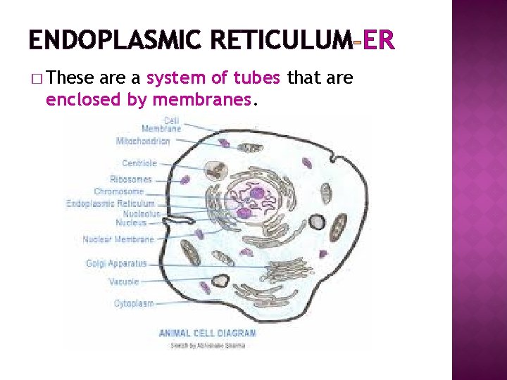 ENDOPLASMIC RETICULUM ER � These are a system of tubes that are enclosed by