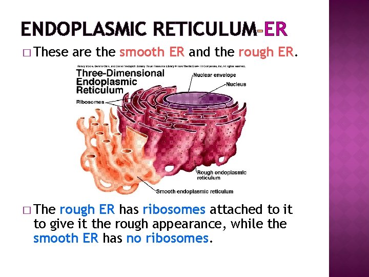 ENDOPLASMIC RETICULUM ER � These � The are the smooth ER and the rough