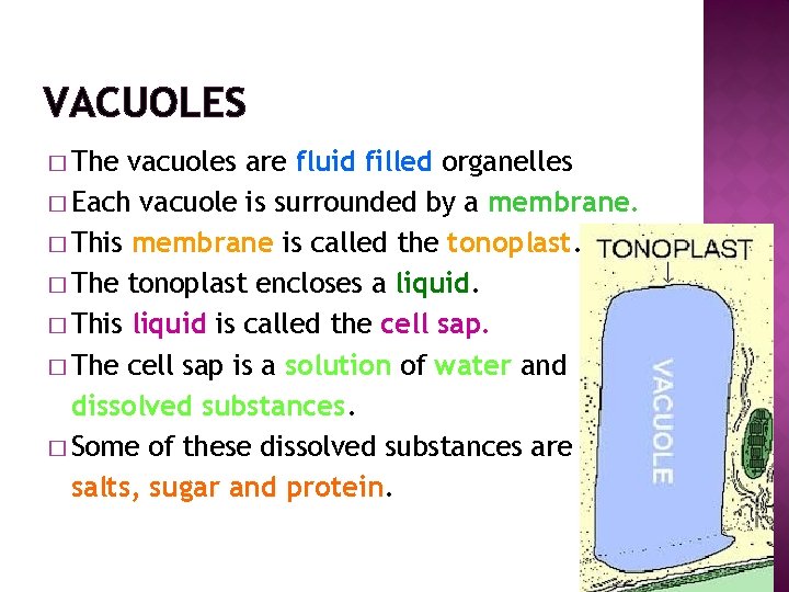 VACUOLES � The vacuoles are fluid filled organelles � Each vacuole is surrounded by