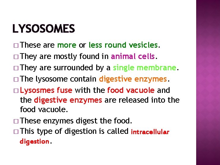 LYSOSOMES � These are more or less round vesicles. � They are mostly found