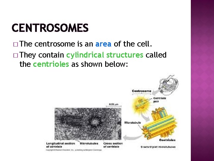 CENTROSOMES � The centrosome is an area of the cell. � They contain cylindrical