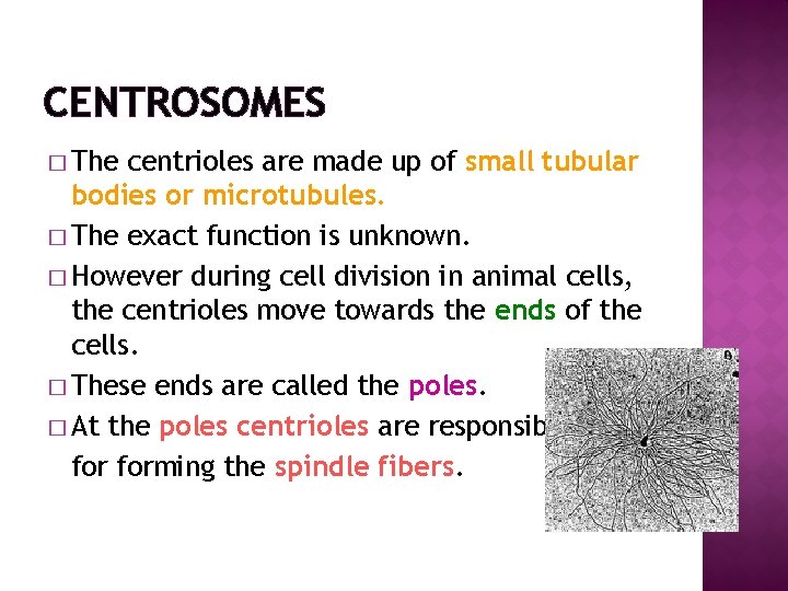 CENTROSOMES � The centrioles are made up of small tubular bodies or microtubules. �