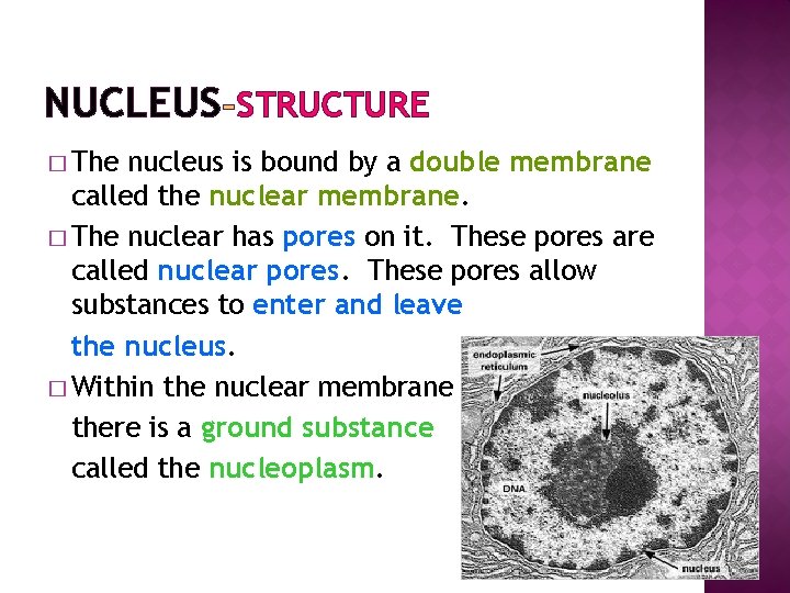 NUCLEUS STRUCTURE � The nucleus is bound by a double membrane called the nuclear