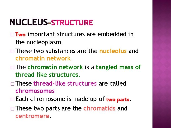 NUCLEUS STRUCTURE important structures are embedded in the nucleoplasm. � These two substances are