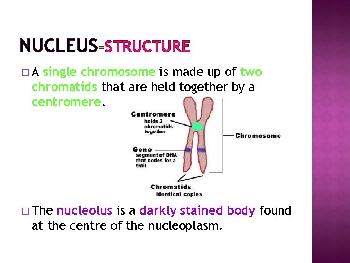 NUCLEUS STRUCTURE �A single chromosome is made up of two chromatids that are held