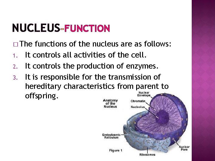NUCLEUS FUNCTION � The 1. 2. 3. functions of the nucleus are as follows: