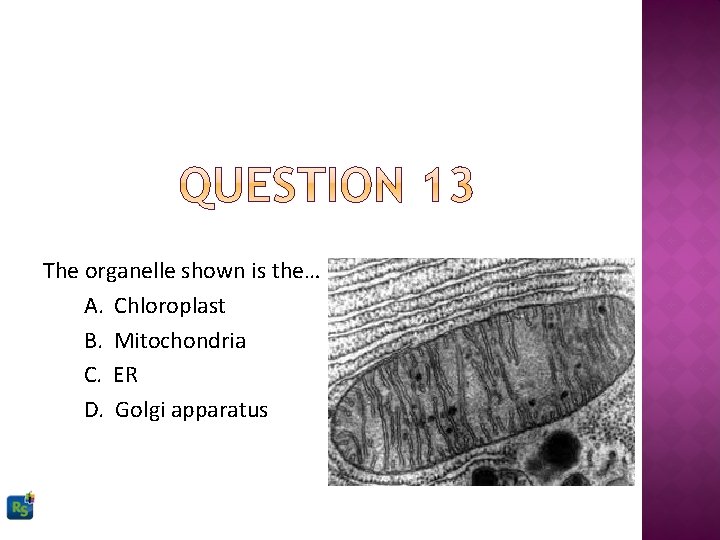 The organelle shown is the… A. Chloroplast B. Mitochondria C. ER D. Golgi apparatus