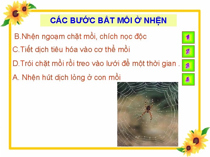 CÁC BƯỚC BẮT MỒI Ở NHỆN B. Nhện ngoạm chặt mồi, chích nọc độc