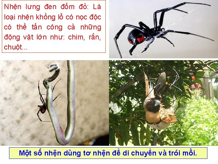 Nhện lưng đen đốm đỏ: Là loại nhện khổng lồ có nọc độc có