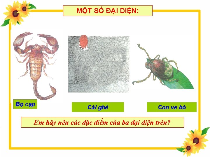 MỘT SỐ ĐẠI DIỆN: Bọ cạp Cái ghẻ Con ve bò Em hãy nêu