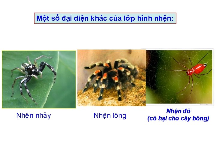 Một số đại diện khác của lớp hình nhện: Nhện nhảy Nhện lông Nhện