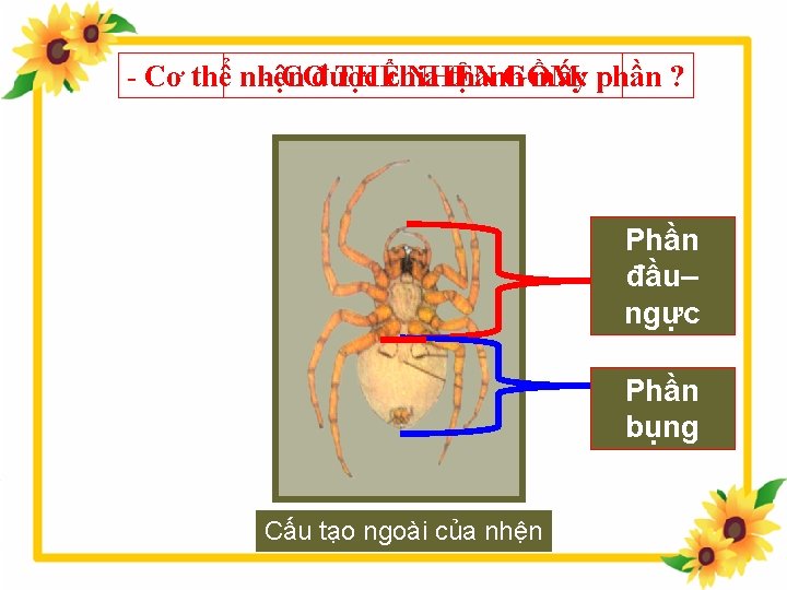 - Cơ thể nhện - CƠđược THỂchia NHỆN thành GỒM: mấy phần ? Phần