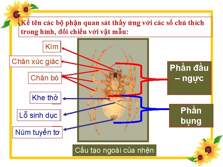 Kể tên các bộ phận quan sát thấy ứng với các số chú thích