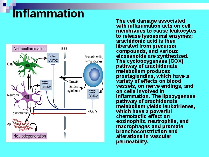 Inflammation The cell damage associated with inflammation acts on cell membranes to cause leukocytes