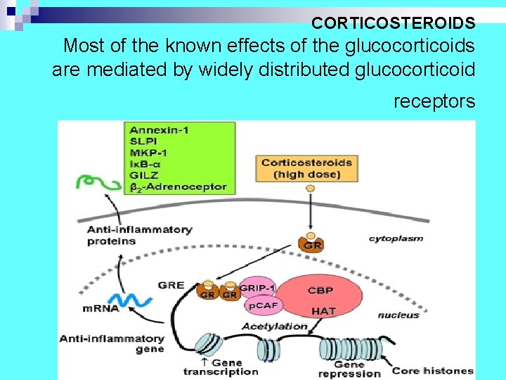 CORTICOSTEROIDS Most of the known effects of the glucocorticoids are mediated by widely distributed