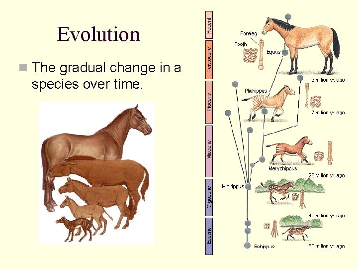 Evolution of Evolutionary thinking PreDarwinian JeanBaptiste Lamarck 1744