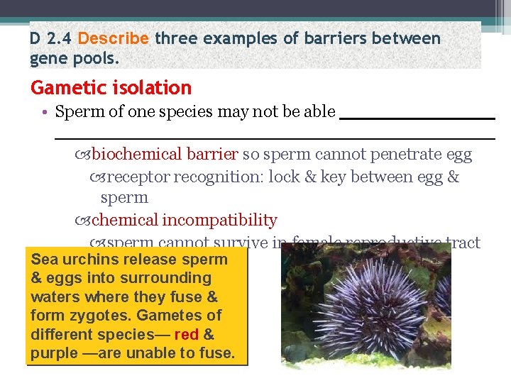 D 2. 4 Describe three examples of barriers between gene pools. Gametic isolation •