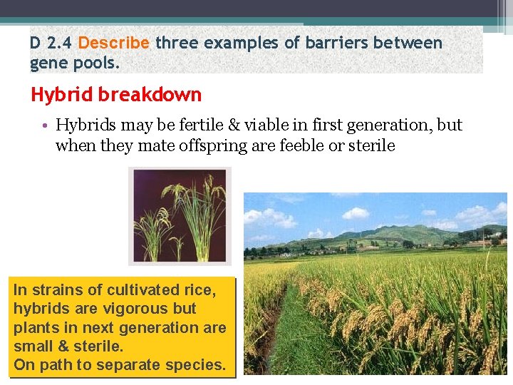 D 2. 4 Describe three examples of barriers between gene pools. Hybrid breakdown •