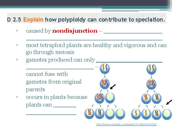 D 2. 5 Explain how polyploidy can contribute to speciation. ▫ caused by nondisjunction