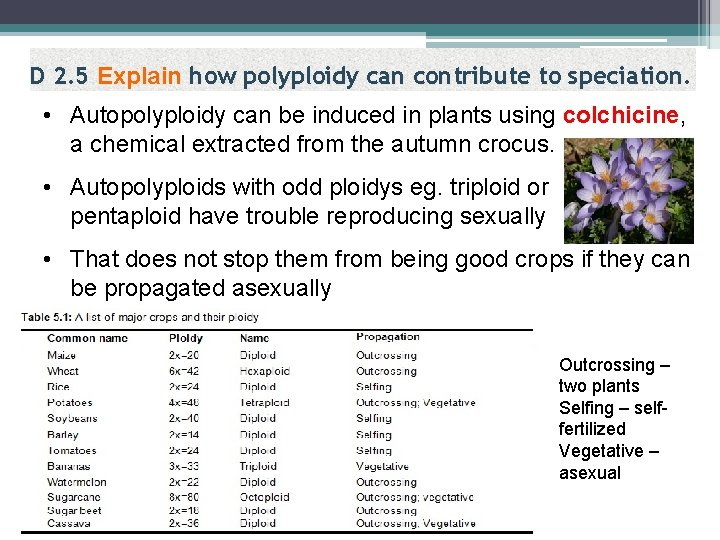 D 2. 5 Explain how polyploidy can contribute to speciation. • Autopolyploidy can be