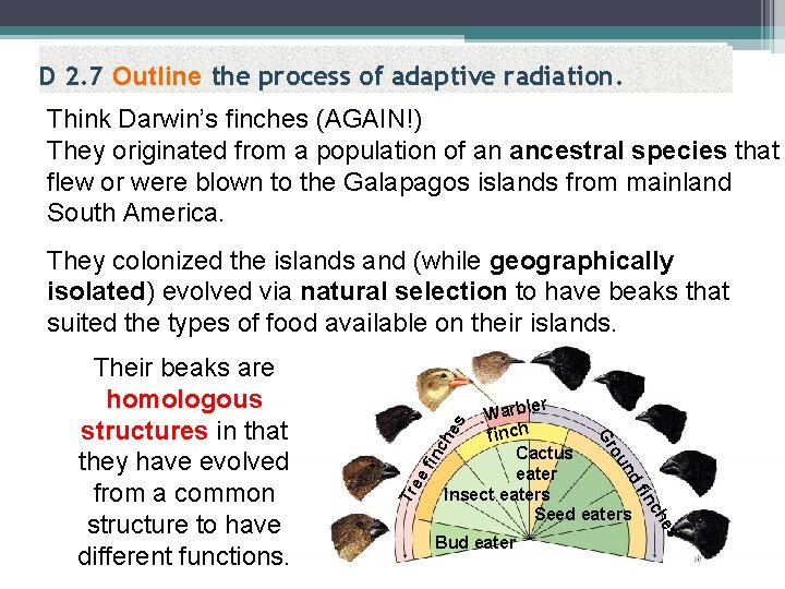 D 2. 7 Outline the process of adaptive radiation. Think Darwin’s finches (AGAIN!) They