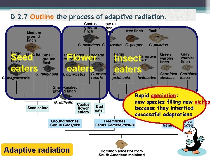 D 2. 7 Outline the process of adaptive radiation. Seed eaters Flower eaters Insect