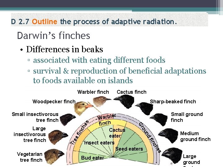 D 2. 7 Outline the process of adaptive radiation. Darwin’s finches • Differences in