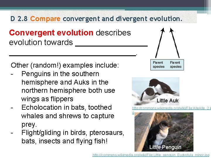 D 2. 8 Compare convergent and divergent evolution. Convergent evolution describes evolution towards .