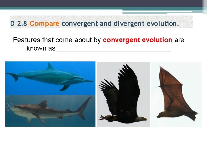 D 2. 8 Compare convergent and divergent evolution. Features that come about by convergent