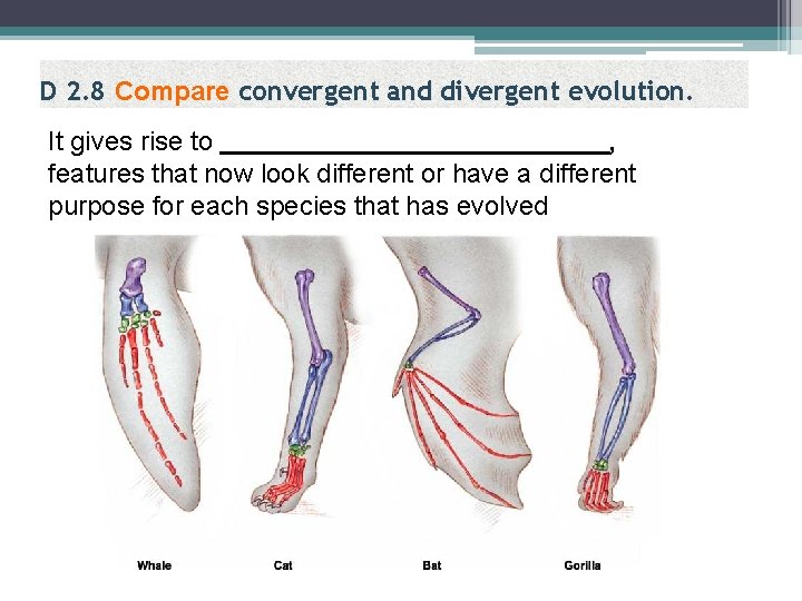 D 2. 8 Compare convergent and divergent evolution. It gives rise to , features