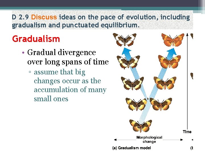 D 2. 9 Discuss ideas on the pace of evolution, including gradualism and punctuated