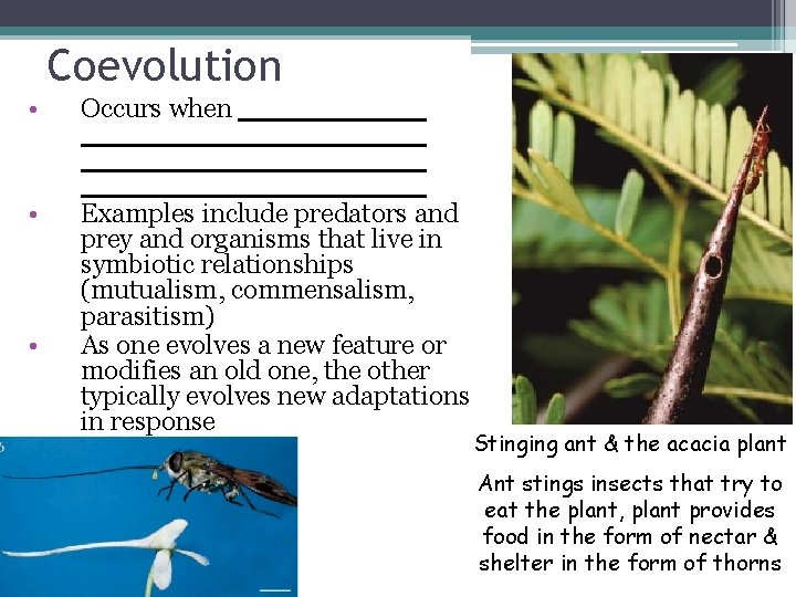 Coevolution • Occurs when • Examples include predators and prey and organisms that live