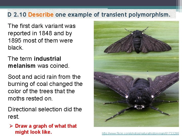 D 2. 10 Describe one example of transient polymorphism. The first dark variant was