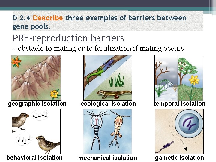 D 2. 4 Describe three examples of barriers between gene pools. PRE-reproduction barriers -