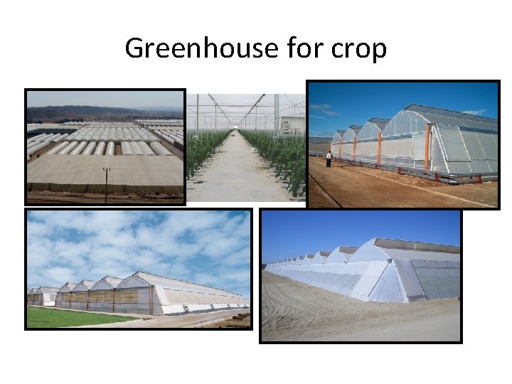 Greenhouse for crop 