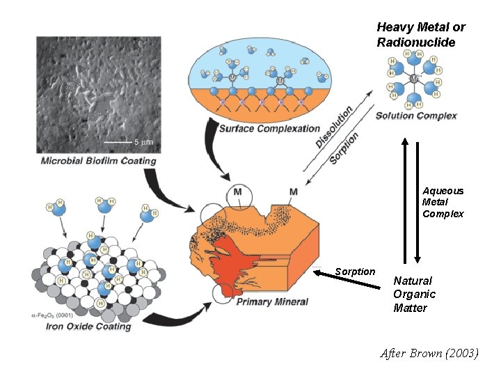 Heavy Metal or Radionuclide Aqueous Metal Complex Sorption Natural Organic Matter After Brown (2003)