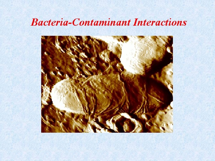 Bacteria-Contaminant Interactions 