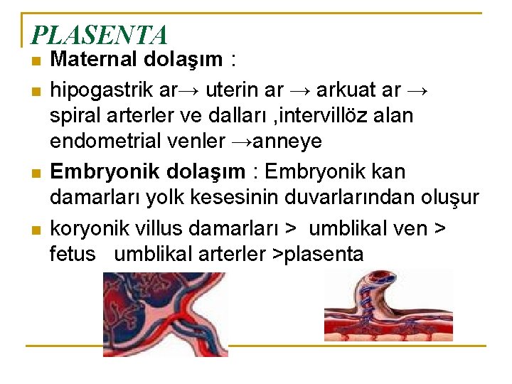 PLASENTA n n Maternal dolaşım : hipogastrik ar→ uterin ar → arkuat ar →