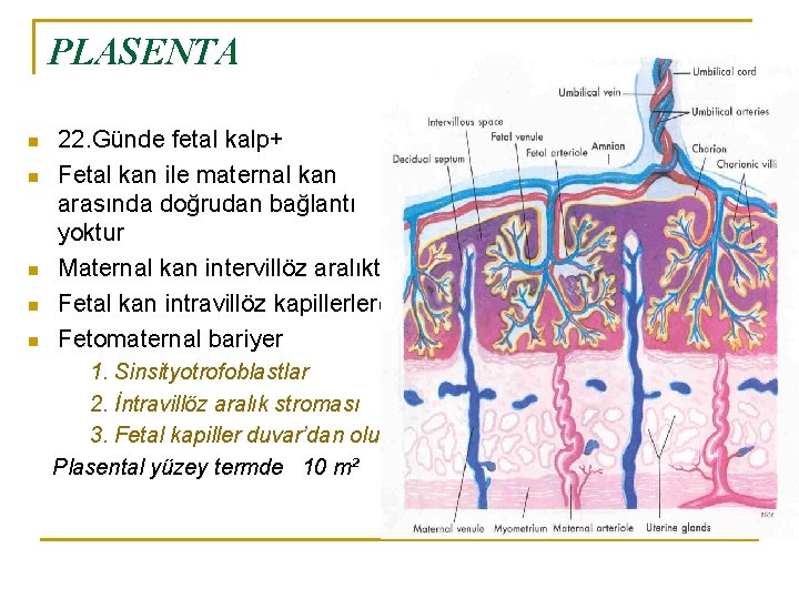 PLASENTA n n n 22. Günde fetal kalp+ Fetal kan ile maternal kan arasında