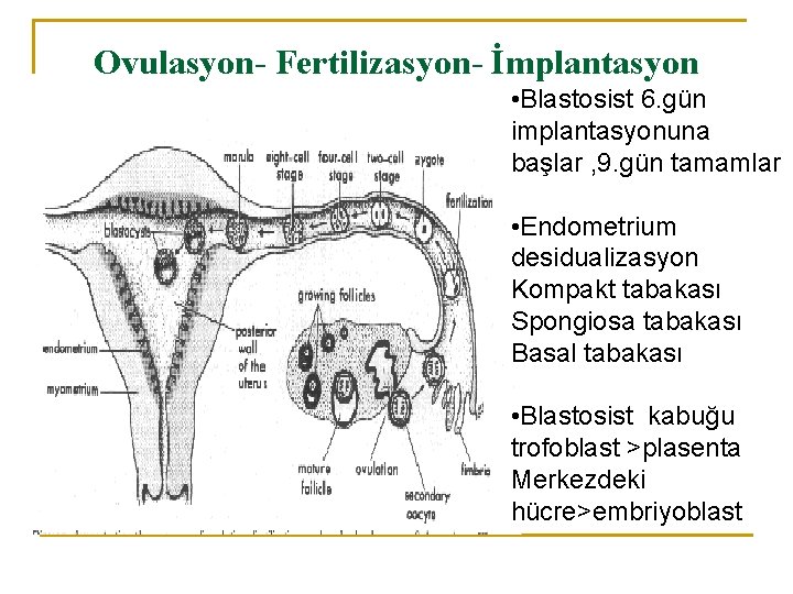 Ovulasyon- Fertilizasyon- İmplantasyon • Blastosist 6. gün implantasyonuna başlar , 9. gün tamamlar •