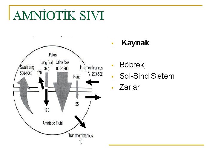 AMNİOTİK SIVI § § Kaynak Böbrek, Sol-Sind Sistem Zarlar 