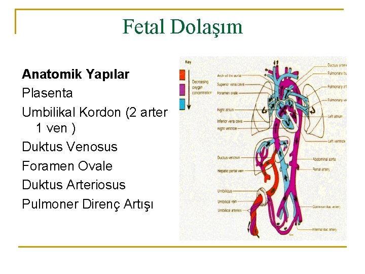 Fetal Dolaşım Anatomik Yapılar Plasenta Umbilikal Kordon (2 arter 1 ven ) Duktus Venosus