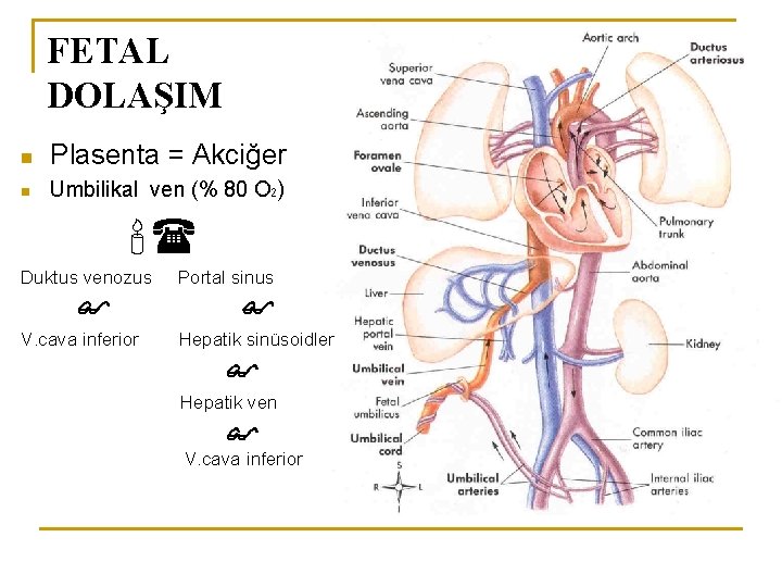 FETAL DOLAŞIM n Plasenta = Akciğer n Umbilikal ven (% 80 O ) Duktus
